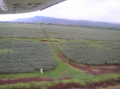 Dole pineapple fields